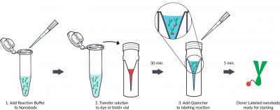 Mix-n-Stain™ Nanobody Labeling Kits - Image 2