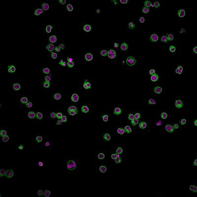 CD3e Monoclonal Mouse Antibody (UCHT1) - Image 3