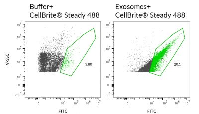 CellBrite® Steady Membrane Staining Kits - Image 9