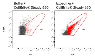 CellBrite® Steady Membrane Staining Kits - Image 11