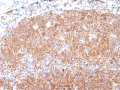 Formalin-fixed, paraffin-embedded human Tonsil stained with CD19 Monospecific Mouse Monoclonal Antibody (CD19/3117).