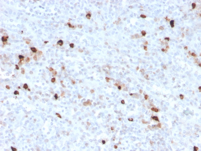 Formalin-fixed, paraffin-embedded human spleen stained with IgM Recombinant Rabbit Monoclonal Antibody (IGHM/3776R).