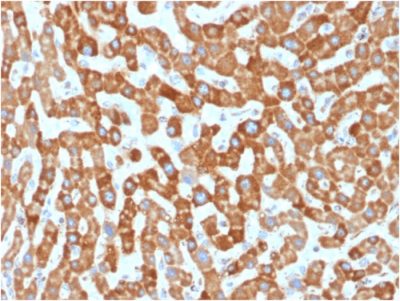 Formalin-fixed, paraffin-embedded human Liver stained with Prohibitin Mouse Monoclonal Antibody (PHB/1881).