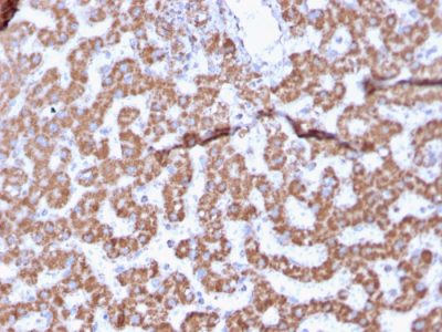 Formalin-fixed, paraffin-embedded human Liver stained with Prohibitin Mouse Monoclonal Antibody (PHB/3225).