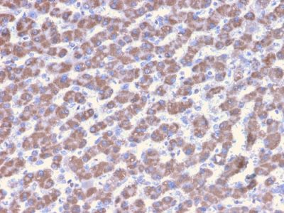 Formalin-fixed, paraffin-embedded human Liver stained with Prohibitin Mouse Monoclonal Antibody (PHB/3228).