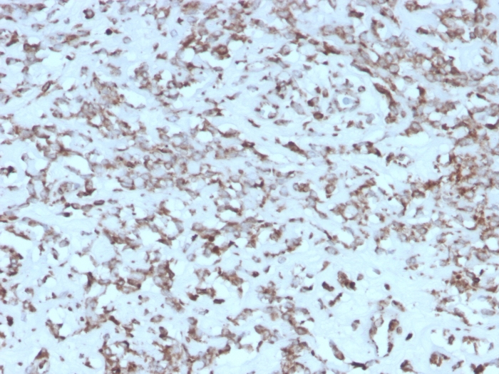 Formalin-fixed, paraffin-embedded human Liver stained with Cytochrome C Mouse Monoclonal Antibody (rCYCS/1010).
