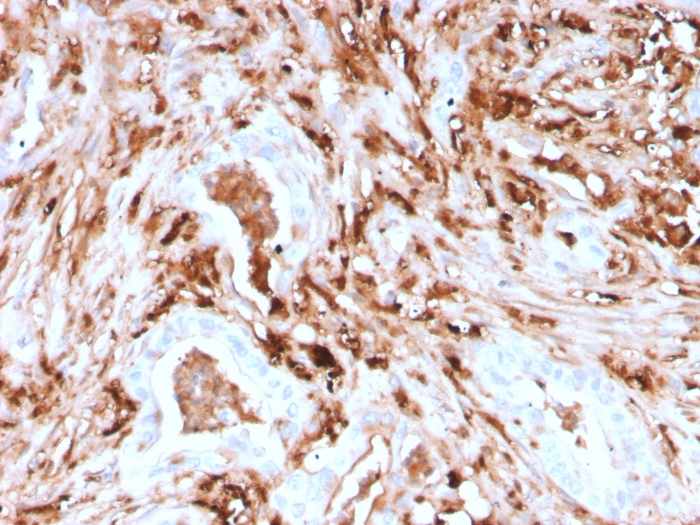 Formalin-fixed, paraffin-embedded human Pancreas stained with Ferritin, Light Chain Recombinant Mouse Monoclonal Antibody (rFTL/1388).