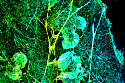 Mix-n-Stain™ STORM CF® Dye Antibody Labeling Kits - Image 4