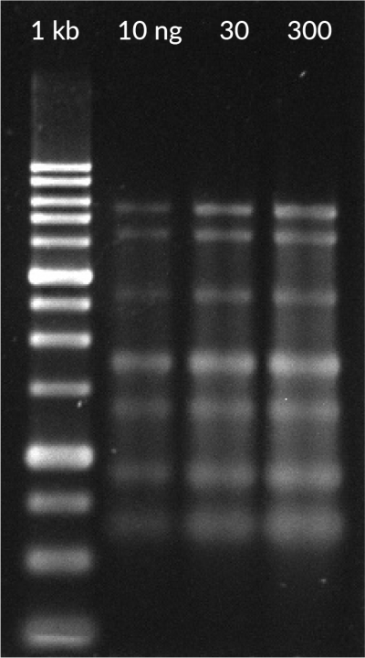 Oxazole Gold (SYBR® Gold), 10,000X in DMSO - Image 2