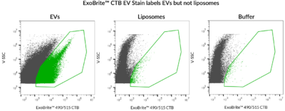 ExoBrite™ CTB EV Staining Kits - Image 4