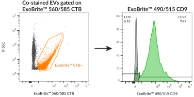 ExoBrite™ CTB EV Staining Kits - Image 14