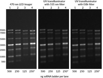 EMBER500™ RNA Prestain Loading Dye - Image 4