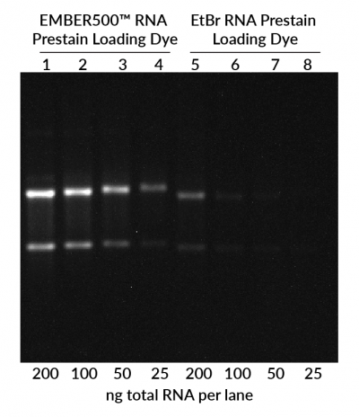 EMBER500™ RNA Prestain Loading Dye - Image 2