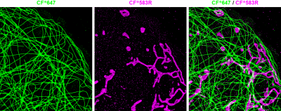 Mix-n-Stain™ STORM CF® Dye Antibody Labeling Kits - Image 2