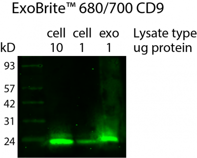 ExoBrite™ CD9 Western Antibody - Image 2