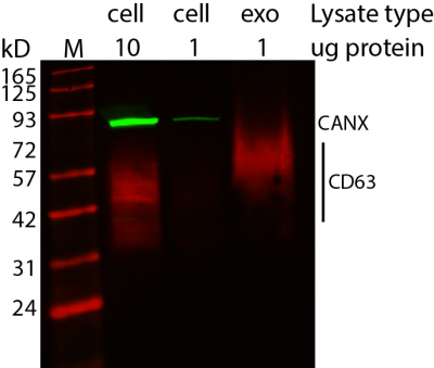 ExoBrite™ CD63 Western Antibody - Image 3