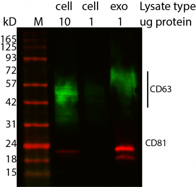 ExoBrite™ CD63 Western Antibody - Image 5