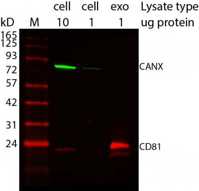 ExoBrite™ CD81 Western Antibody - Image 3