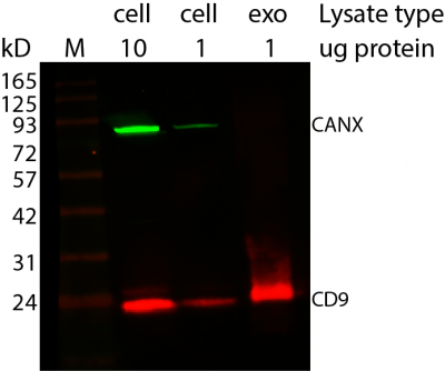 ExoBrite™ CD9 Western Antibody - Image 3