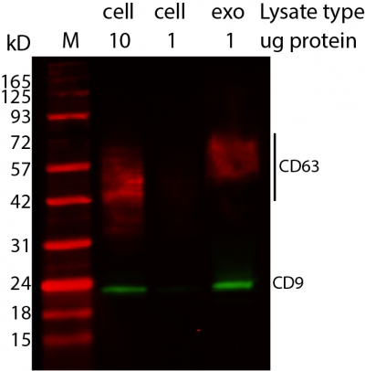 ExoBrite™ CD9 Western Antibody - Image 4