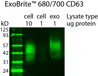 ExoBrite™ CD63 Western Antibody - Image 2