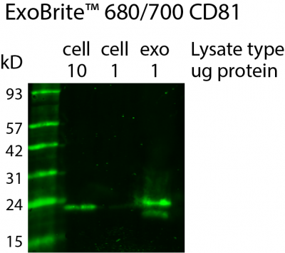 ExoBrite™ CD81 Western Antibody - Image 2