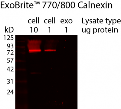 ExoBrite™ Calnexin Western Antibody - Image 2