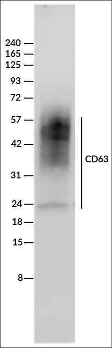 ExoBrite™ CD63 Western Antibody - Image 6