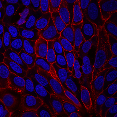 CD9 Monoclonal Mouse Antibody (HI9a) - Biotium Choice <svg class="svgicon svg-verified"><use xlink:href="#svg-verified"></use></svg> - Image 2