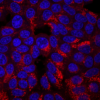 CD63 Monoclonal Mouse Antibody (H5C6) - Biotium Choice <svg class="svgicon svg-verified"><use xlink:href="#svg-verified"></use></svg> - Image 2