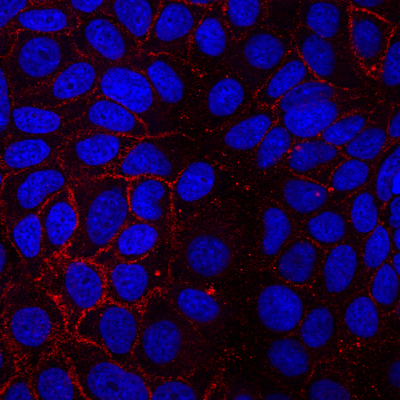 CD81 Monoclonal Mouse Antibody (5A6) - Biotium Choice <svg class="svgicon svg-verified"><use xlink:href="#svg-verified"></use></svg> - Image 2