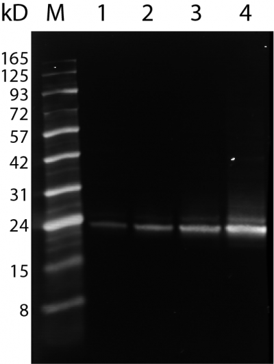 CD9 Monoclonal Mouse Antibody (HI9a) - Biotium Choice <svg class="svgicon svg-verified"><use xlink:href="#svg-verified"></use></svg> - Image 3