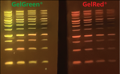 Gel-Bright™ Laser Diode Gel Illuminator - Image 5