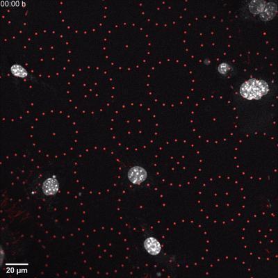 NucSpot® Live Cell Nuclear Stains - Image 9