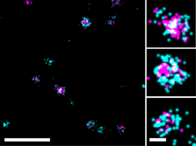 ExoBrite™ STORM CTB EV Staining Kits - Image 6