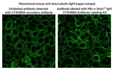 Mix-n-Stain™ CF® Dye IgM Antibody Labeling Kits - Image 2