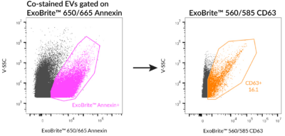 ExoBrite™ Annexin EV Staining Kits - Image 9