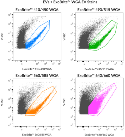 ExoBrite™ WGA EV Staining Kits - Image 2