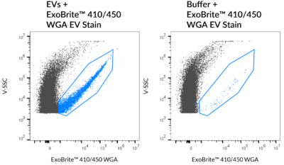 ExoBrite™ WGA EV Staining Kits - Image 3