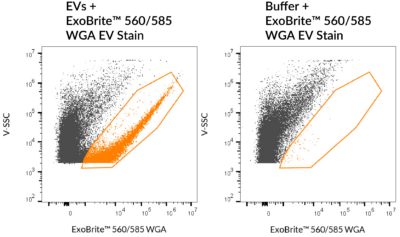 ExoBrite™ WGA EV Staining Kits - Image 5