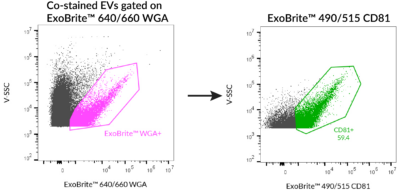 ExoBrite™ WGA EV Staining Kits - Image 8