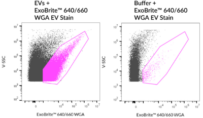 ExoBrite™ WGA EV Staining Kits - Image 6