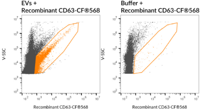 CD63 Recombinant Monoclonal Mouse Antibody (2304.63) - Biotium Choice <svg class="svgicon svg-verified"><use xlink:href="#svg-verified"></use></svg> - Image 5