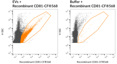 CD81 Recombinant Monoclonal Mouse Antibody (2304.81) - Biotium Choice <svg class="svgicon svg-verified"><use xlink:href="#svg-verified"></use></svg> - Image 4