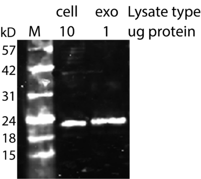 CD81 Recombinant Monoclonal Mouse Antibody (2304.81) - Biotium Choice <svg class="svgicon svg-verified"><use xlink:href="#svg-verified"></use></svg> - Image 5