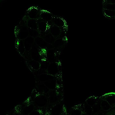 CD63 Recombinant Monoclonal Mouse Antibody (2304.63) - Biotium Choice <svg class="svgicon svg-verified"><use xlink:href="#svg-verified"></use></svg> - Image 7