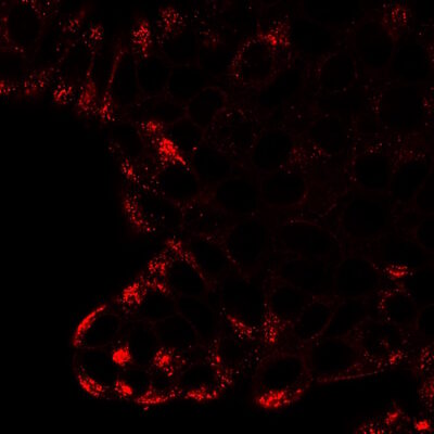 CD63 Recombinant Monoclonal Mouse Antibody (2304.63) - Biotium Choice <svg class="svgicon svg-verified"><use xlink:href="#svg-verified"></use></svg> - Image 2