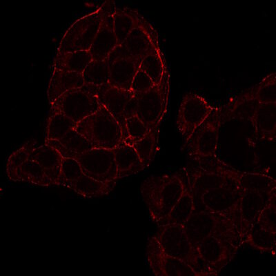 CD81 Recombinant Monoclonal Mouse Antibody (2304.81) - Biotium Choice <svg class="svgicon svg-verified"><use xlink:href="#svg-verified"></use></svg> - Image 2