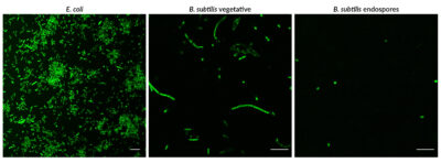 BactoSpore™ Bacterial Stains - Image 2