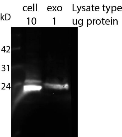 CD9 Recombinant Monoclonal Mouse Antibody (2310.9) - Biotium Choice <svg class="svgicon svg-verified"><use xlink:href="#svg-verified"></use></svg> - Image 3